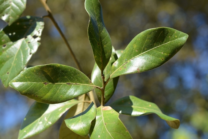 Quercus oleoides image