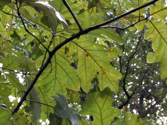 Quercus pagoda image