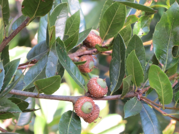 Quercus parvula image