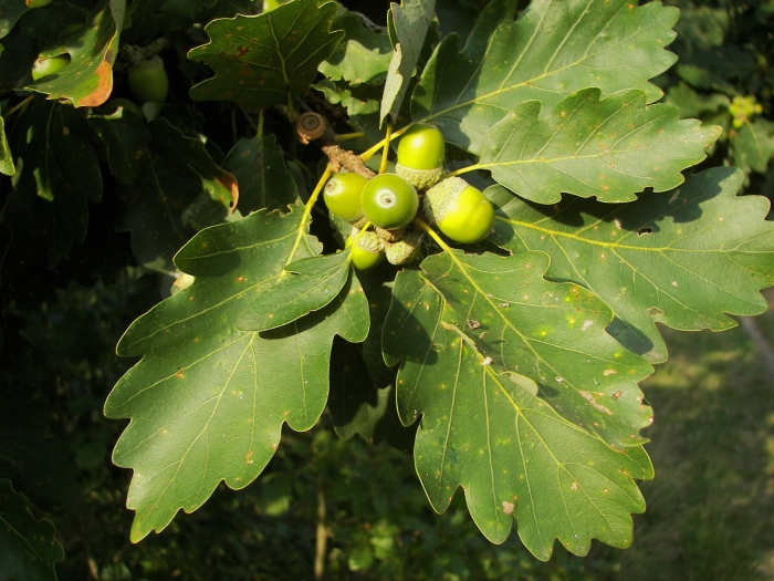 Quercus petraea image