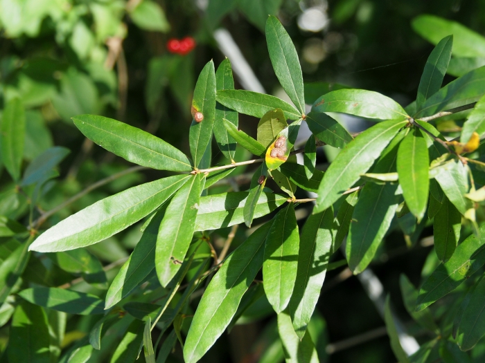 Quercus phellos image