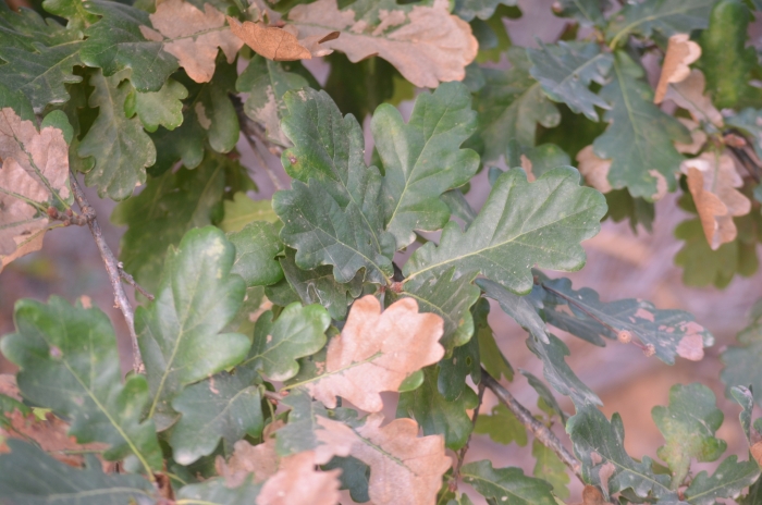 Quercus pubescens image