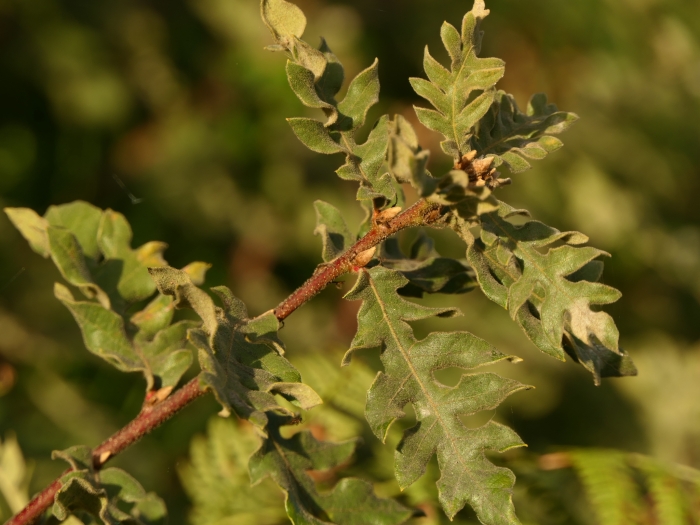 Quercus pyrenaica image