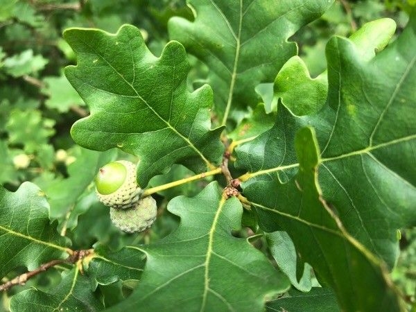 Quercus robur image