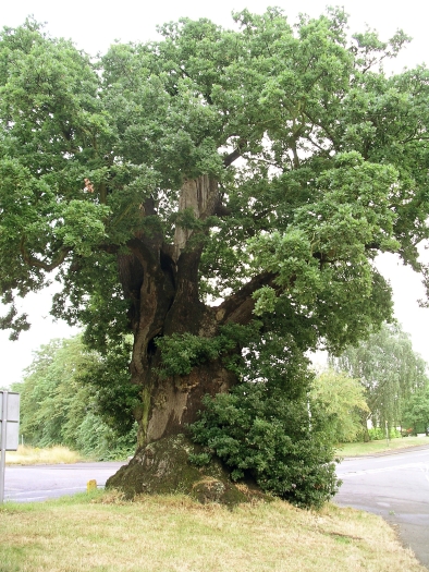 Quercus robur subsp. brutia image