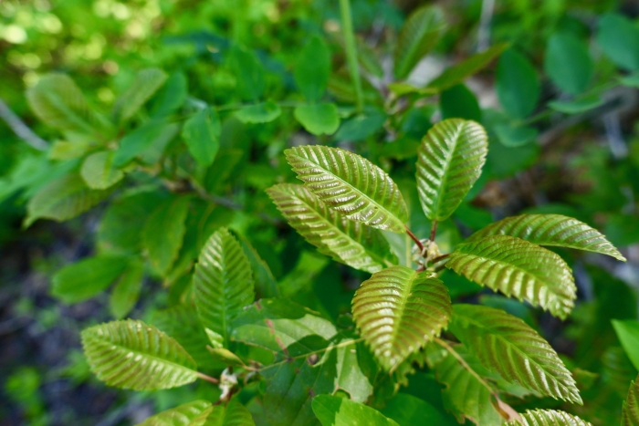 Quercus sadleriana image