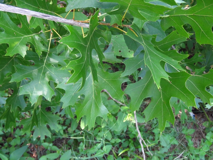 Quercus shumardii image