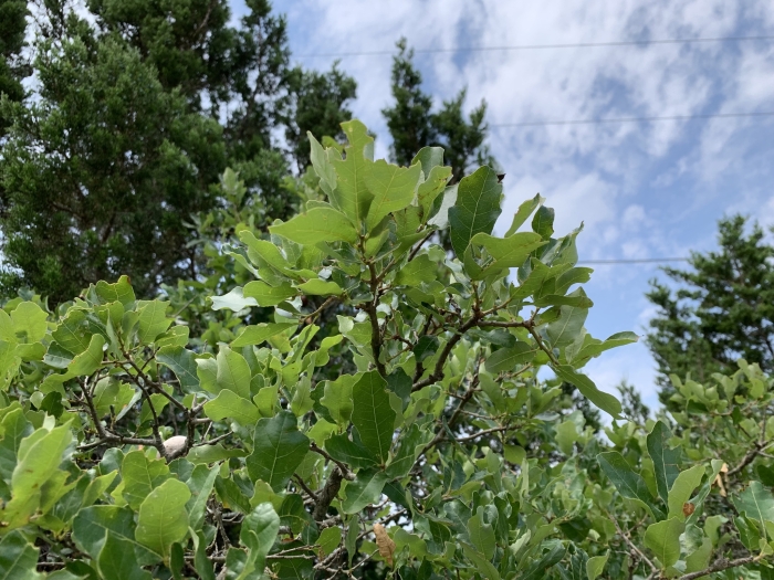 Quercus sinuata image
