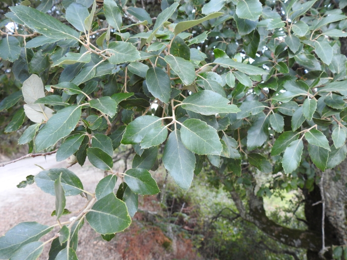Quercus suber image