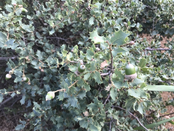 Quercus turbinella image