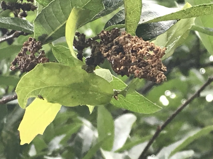 Quercus vaseyana image