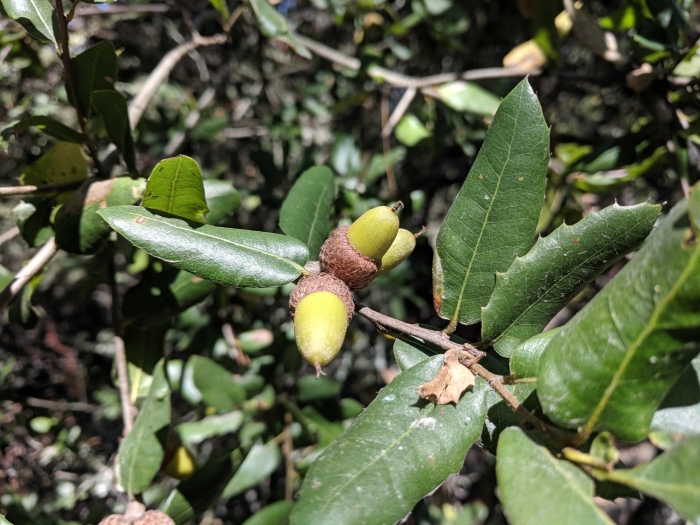 Quercus wislizeni image