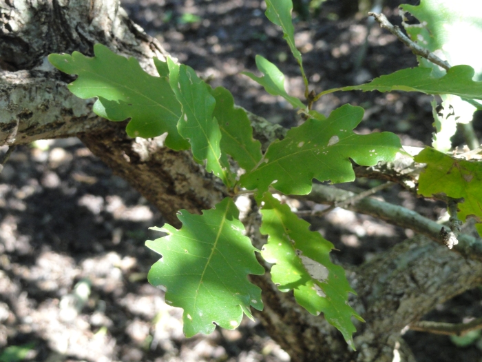 Quercus wutaishanica image