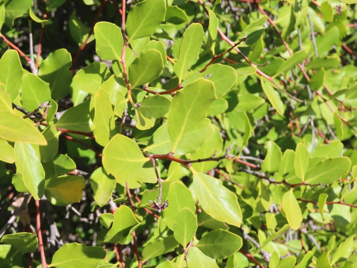 Quillaja saponaria image