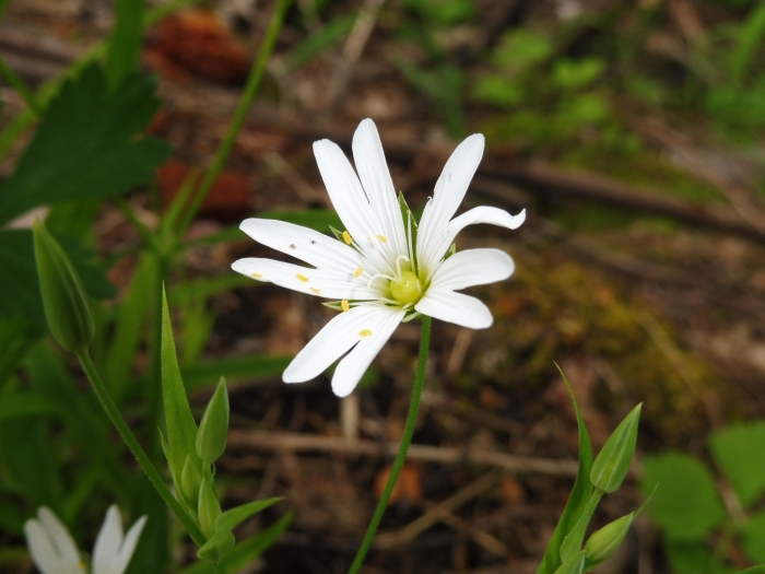 Rabelera holostea image