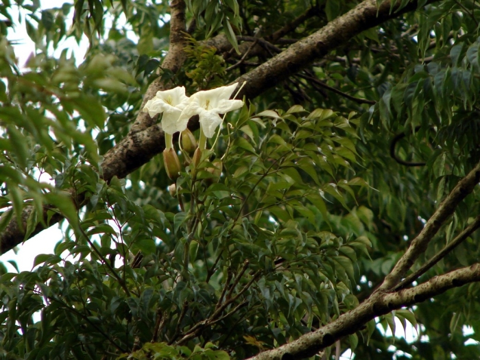 Radermachera sinica image