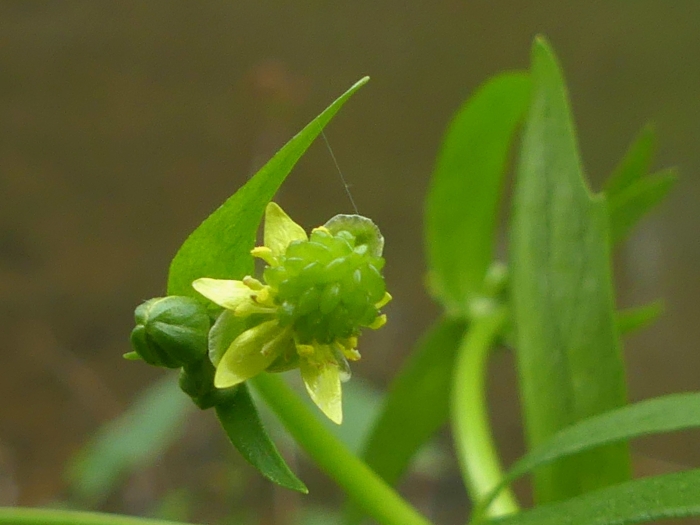 Ranunculus abortivus image