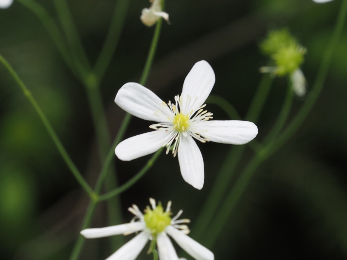 Ranunculus aconitifolius image