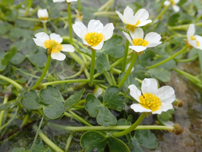 Ranunculus aquatilis image