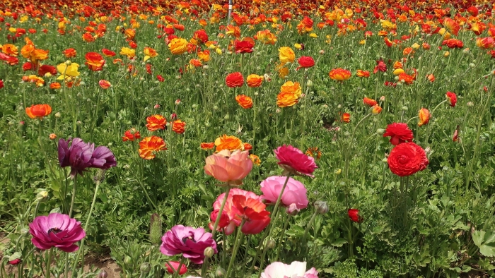 Ranunculus asiaticus image