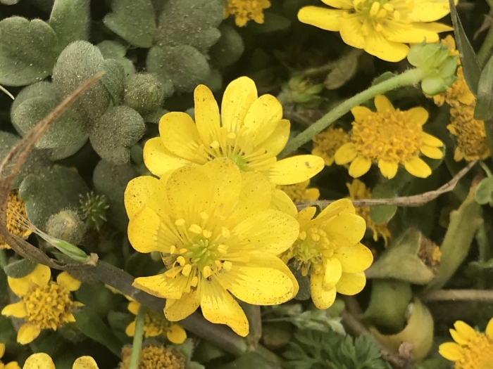 Ranunculus californicus image