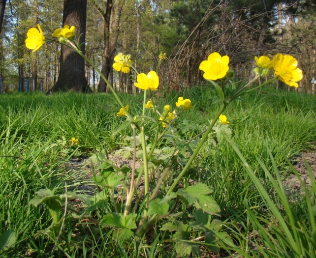 Ranunculus constantinopolitanus image