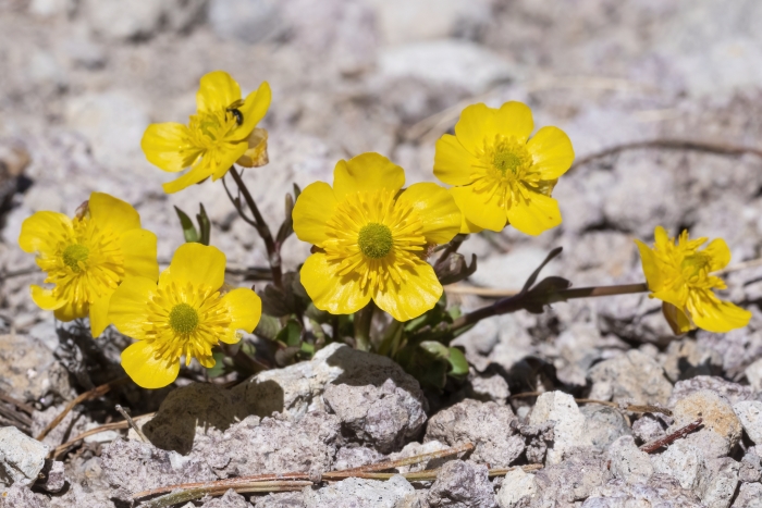 Ranunculus eschscholtzii image