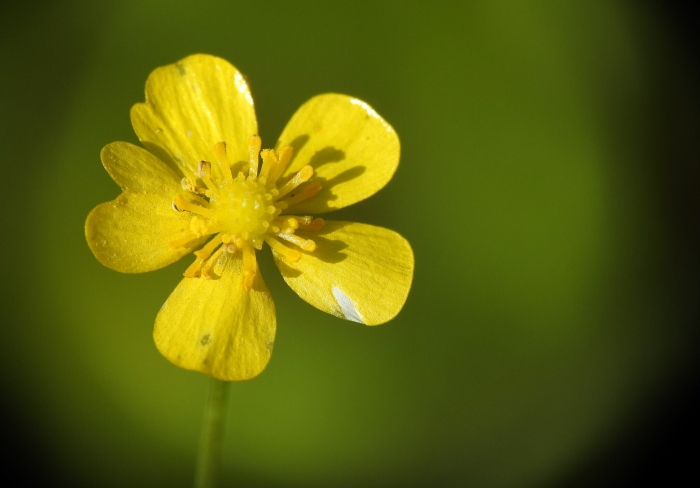 Ranunculus flammula image