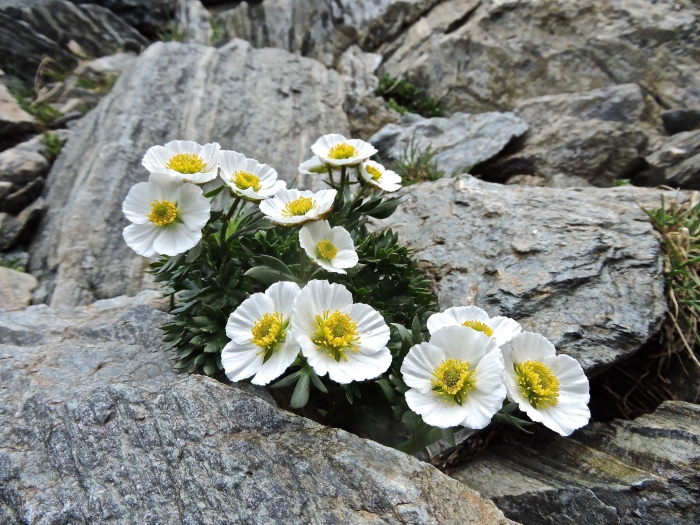 Ranunculus glacialis image