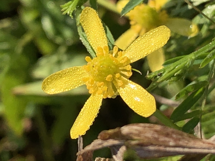 Ranunculus inundatus image