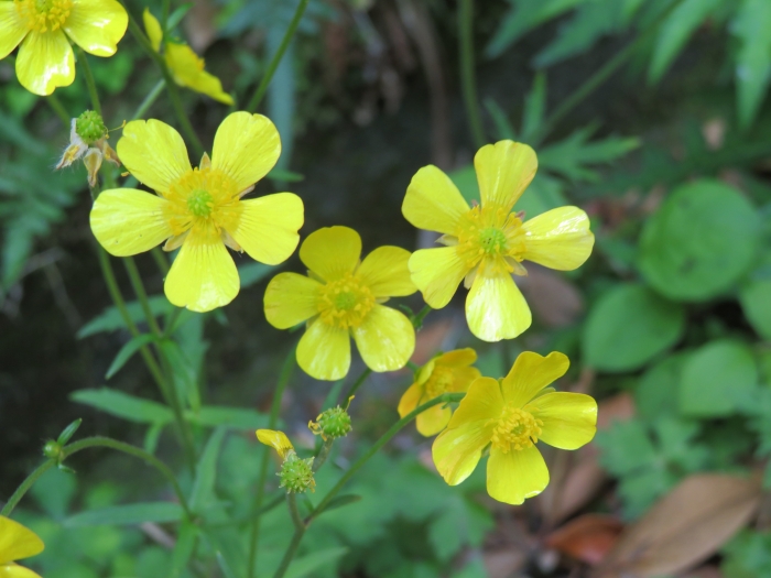 Ranunculus japonicus image