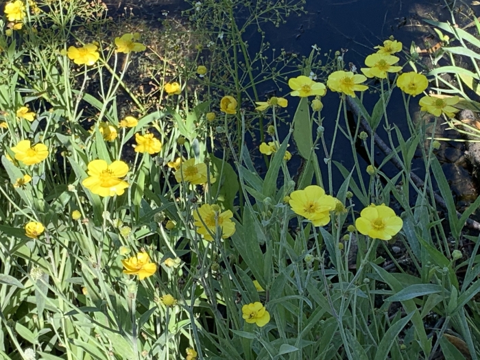 Ranunculus lingua image
