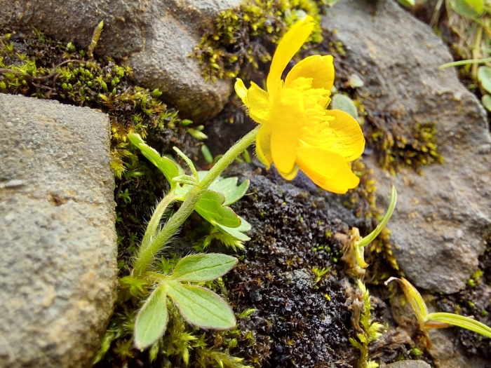 Ranunculus montanus image