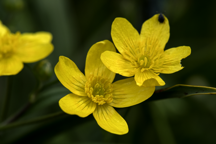 Ranunculus occidentalis image