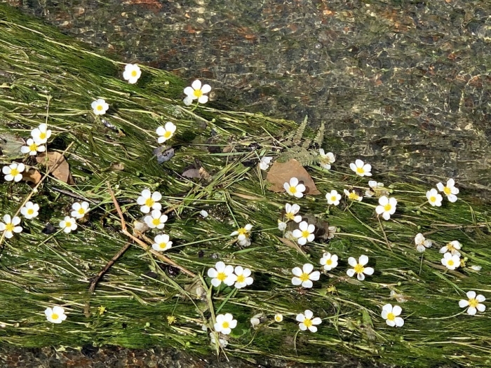 Ranunculus penicillatus image