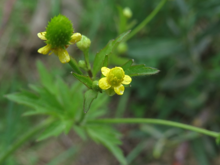 Ranunculus pensylvanicus image