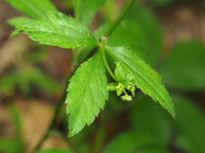 Ranunculus recurvatus image