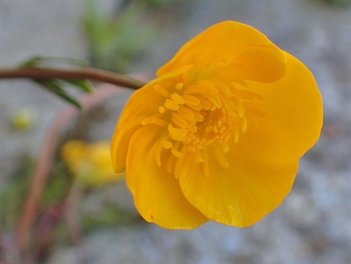 Ranunculus repens image