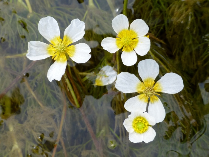 Ranunculus trichophyllus image