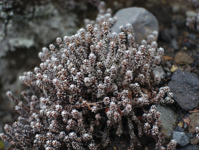 Raoulia albosericea image
