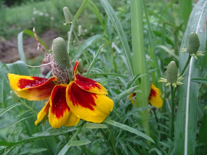 Ratibida columnifera image