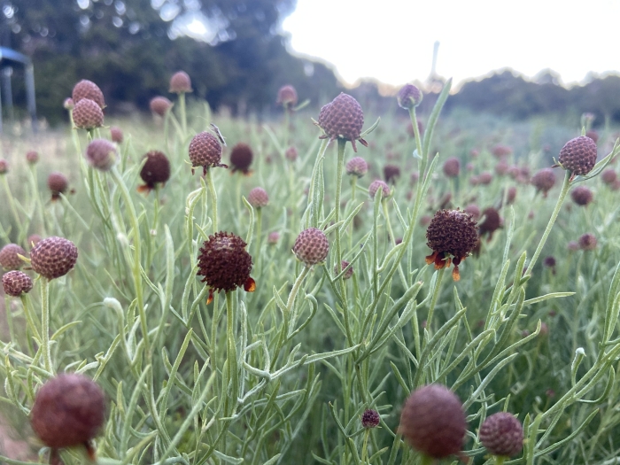 Ratibida tagetes image