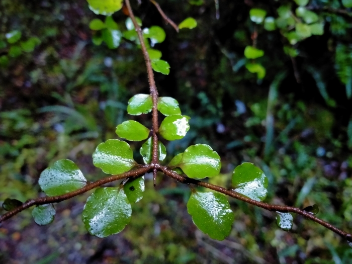 Raukaua anomalus image