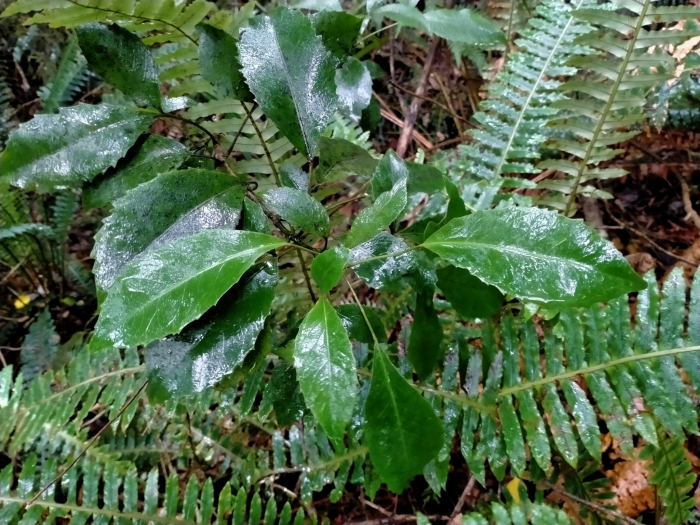 Raukaua simplex image