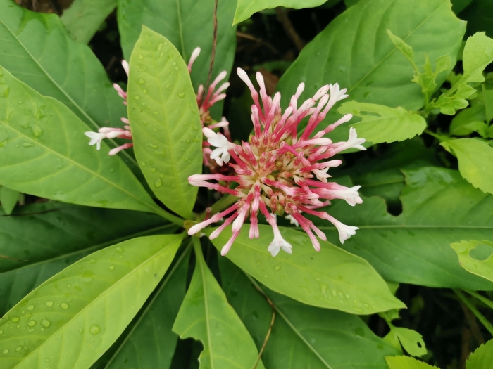 Rauvolfia serpentina image