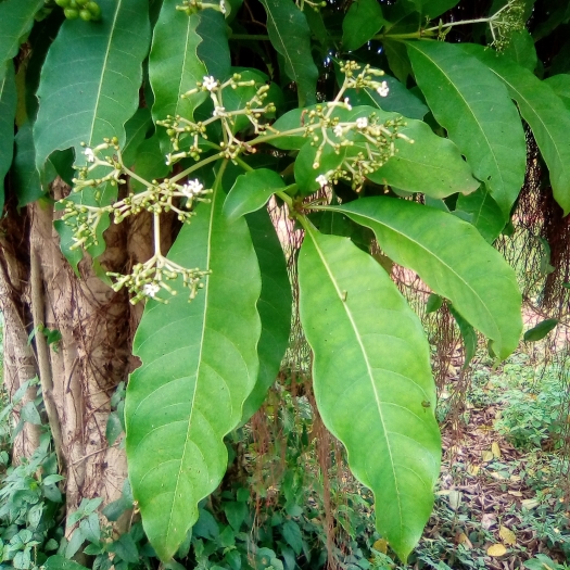 Rauvolfia vomitoria image