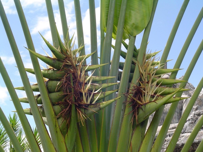 Ravenala madagascariensis image