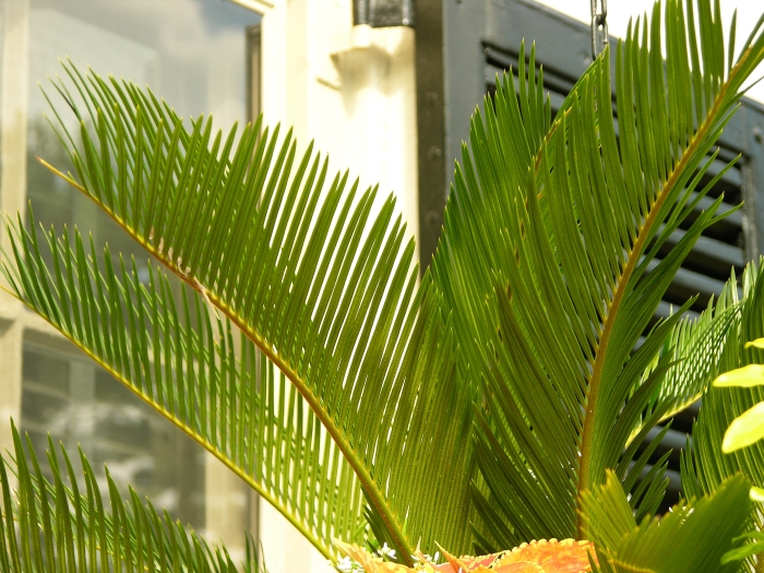 Ravenea rivularis image