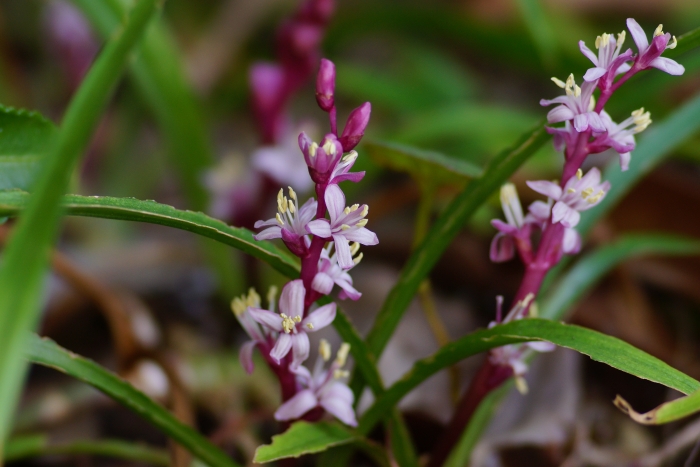 Reineckea carnea image