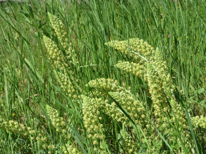 Reseda lutea image